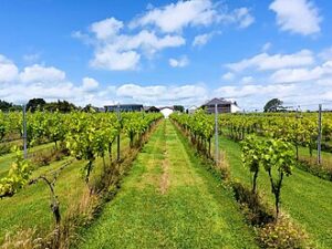 Gwinllan_Llanerch_vinyard,_nr_Caerdydd_(Cardiff),_Cymru_(Wales)_July_2025_09