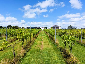 Gwinllan_Llanerch_vinyard,_nr_Caerdydd_(Cardiff),_Cymru_(Wales)_July_2025_09