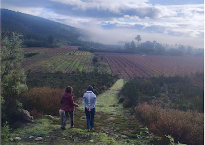 Vineyards: The last Barrier against Fire