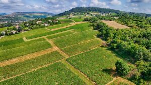 Vineyards_in_Burgundy_France-2