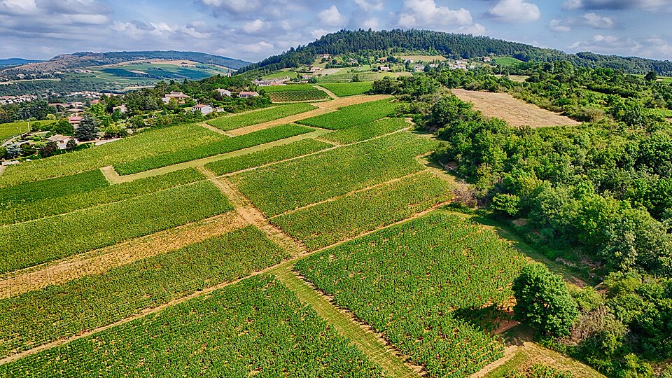 Vineyards_in_Burgundy_France-2