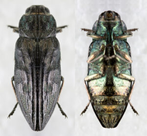 Wood-boring_beetle_Buprestidae_sp._Hogsback_Mountain_Marquette_Michigan